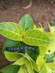 Doleschallia bisaltide