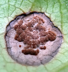Puccinia coprosmae