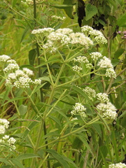 Austroeupatorium inulifolium