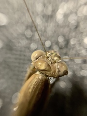 Mantidae