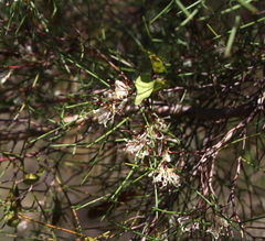 Hakea trifurcata