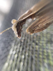 Mantidae