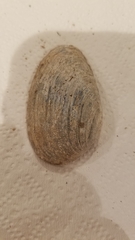 Venustaconcha ellipsiformis