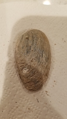 Venustaconcha ellipsiformis