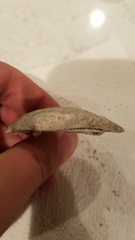 Venustaconcha ellipsiformis