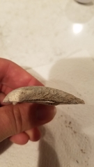 Venustaconcha ellipsiformis