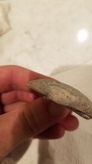 Venustaconcha ellipsiformis