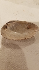 Venustaconcha ellipsiformis