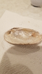 Venustaconcha ellipsiformis