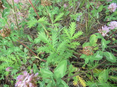 Potentilla chalchorum