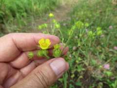 Potentilla chalchorum