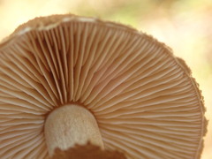 Cystoderma carcharias fallax