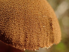 Cystoderma carcharias fallax