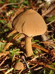 Cystoderma carcharias fallax