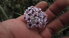 Linochilus phylicoides