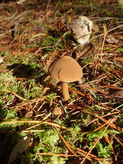 Cystoderma carcharias fallax