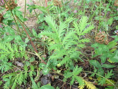 Potentilla chalchorum