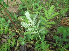 Potentilla chalchorum