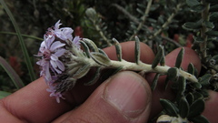 Linochilus phylicoides