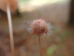 Spinellus
