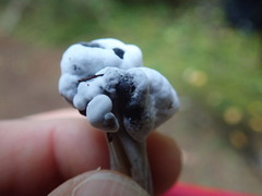 Hypomyces cervinigenus