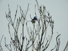 Malurus cyaneus cyanochlamys