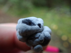 Hypomyces cervinigenus