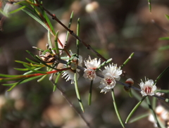 Hypocalymma angustifolium