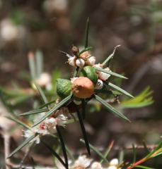 Hypocalymma angustifolium