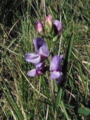 Vicia graminea