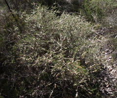 Hypocalymma angustifolium
