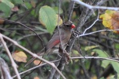 Cardinalis cardinalis