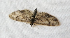 Eupithecia columbiata