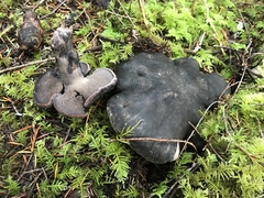 Hydnellum fuscoindicum