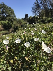 Calystegia macrostegia macrostegia