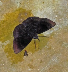 Aethilla echina coracina