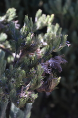Adenanthos sericeus