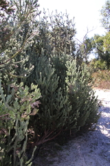 Adenanthos sericeus