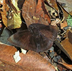 Aethilla echina coracina