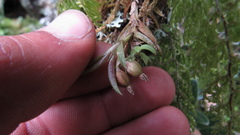 Fernandezia