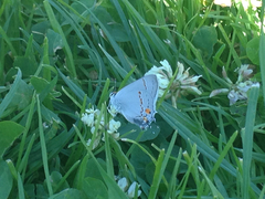 Strymon melinus pudica