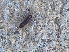 Arcitalitrus sylvaticus