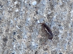 Arcitalitrus sylvaticus