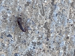 Arcitalitrus sylvaticus