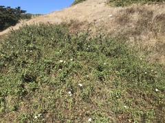 Calystegia macrostegia macrostegia
