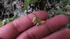 Fernandezia