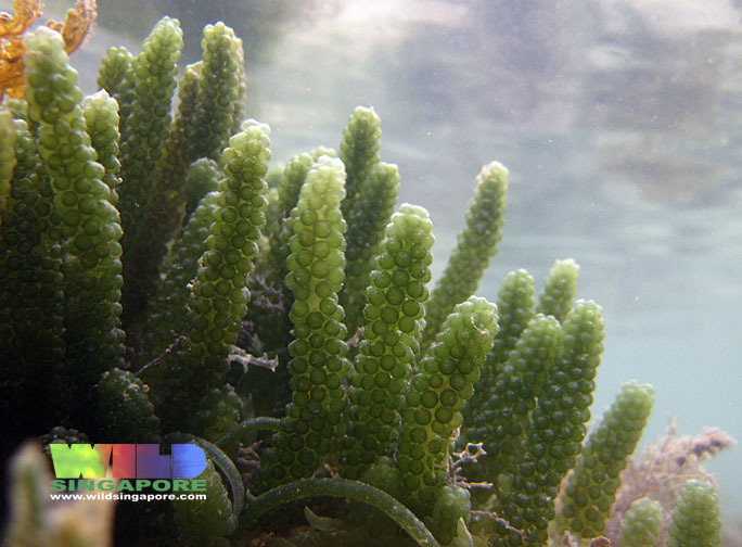 Caulerpa lentillifera