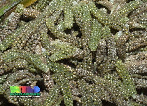Caulerpa lentillifera