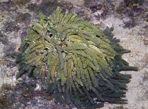 Caulerpa lentillifera