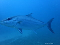 Seriola rivoliana